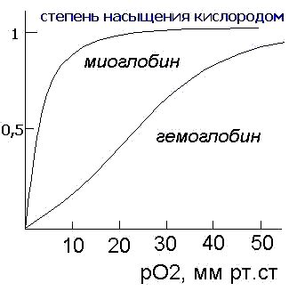 Действие гемоглобина в процессе транспортировки кислорода