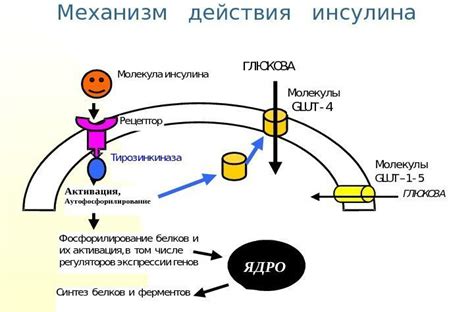 Действие и механизм