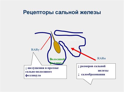 Деятельность сальных желез