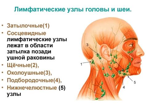 Диагностика воспаления лимфоузлов под ухом и возможные осложнения