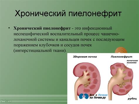 Диагностика и обследование кошек с подозрением на нарушение мочевыделительной системы