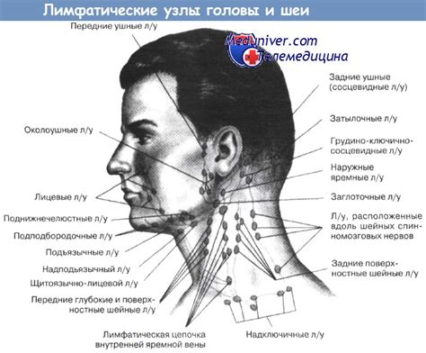 Диагностика и обследование при росте лимфоузла на шее