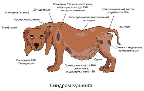 Диагностирование и эффективное лечение зуда в области хвоста у домашней собаки