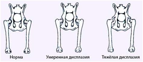 Дисплазия у собак: суть проблемы