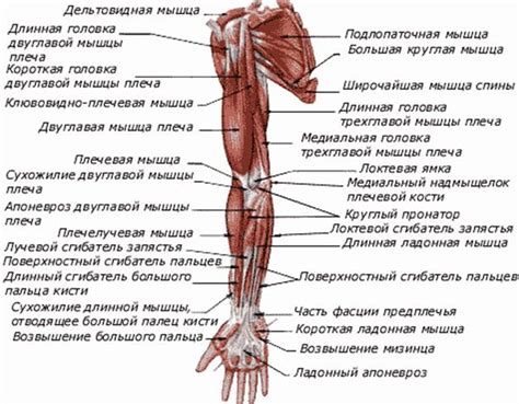 Дополнительные упражнения для развития силы трехглавой мышцы верхней конечности