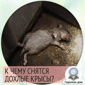 Дохлая крыса в сновидении