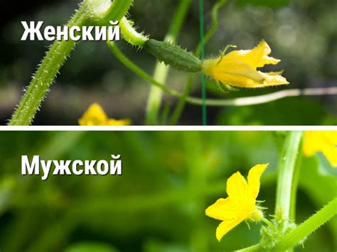 Другие возможные причины пустоцвета на партенокарпических огурцах