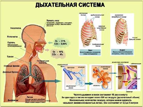Дыхание: связь между очисткой после бани и улучшением функций дыхательной системы