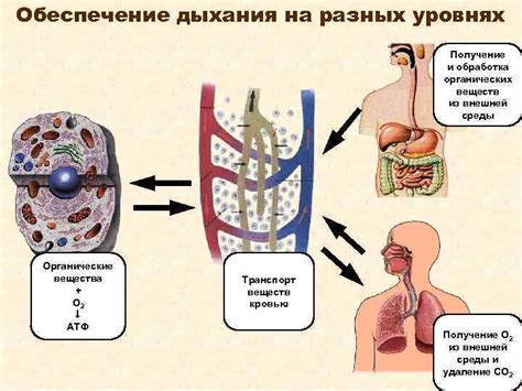 Дыхание и оксигенация: жизненный процесс, обеспечивающий жизненную силу организма