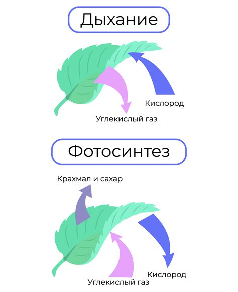 Дыхание и фотосинтез важны для выживания