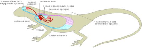 Дыхание у змей и ящериц: как они обеспечивают кислородом организм