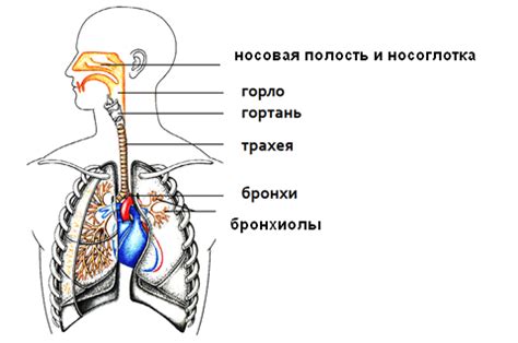 Дыхательная система: принципы дыхания, которые применяет мама