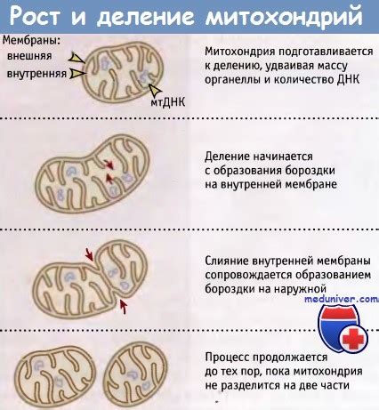 Дыхательный процесс клеток: механизмы и роль в обмене веществ
