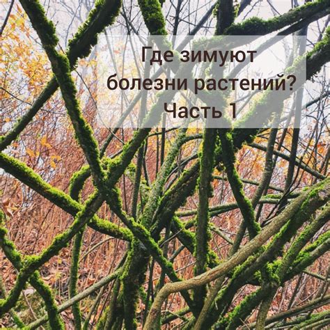 Естественные способы предотвращения распространения болезни на растениях