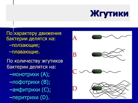 Жгутики как ключевой фактор в конкуренции с другими микроорганизмами