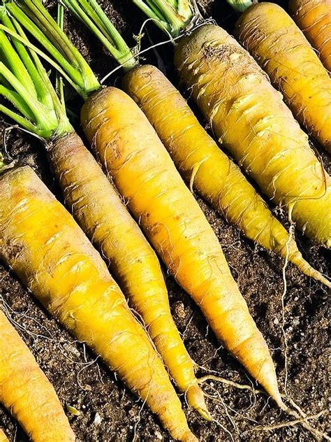 Желтая морковь: сорта и отличия