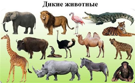 Жестокие дикие животные