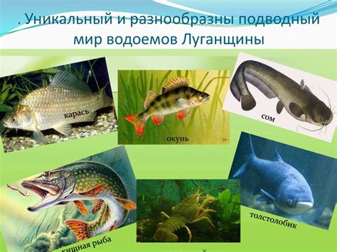 Животный и растительный мир берега и воды