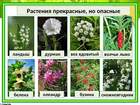 Заблуждения о растениях и опасности их применения без медицинского наблюдения