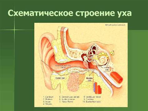 Заболевания среднего уха