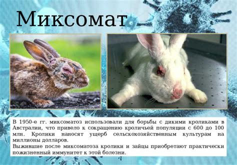 Заголовок 3: Важность освещения для благополучия и развития кроличьей популяции