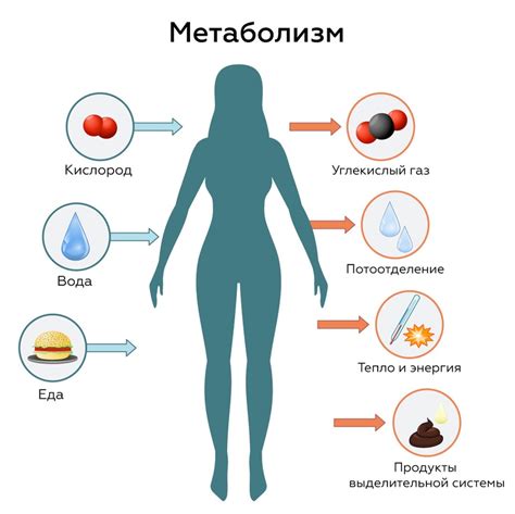 Замедление метаболизма