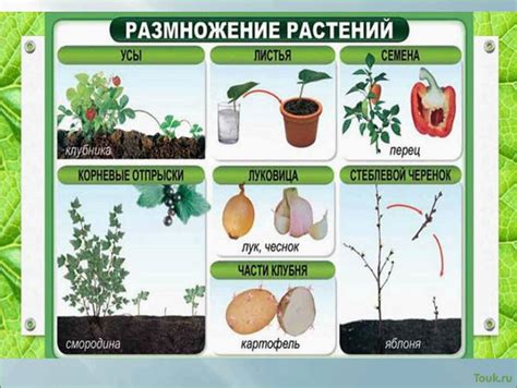 Защита растений зимой: разнообразные методы сохранения красоты