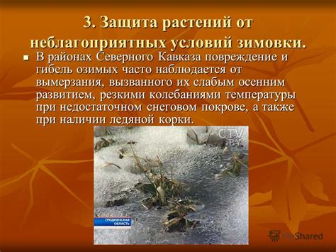 Защита растений от неблагоприятных климатических условий