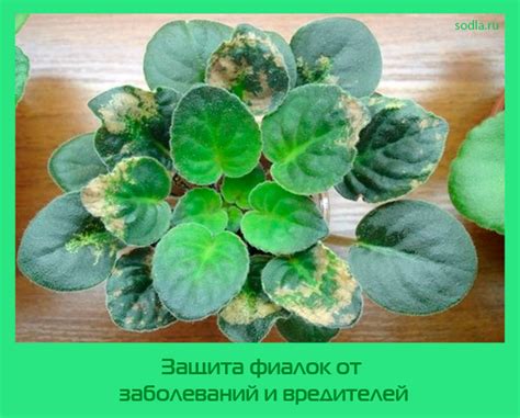 Защита растения от заболеваний и атак вредителей