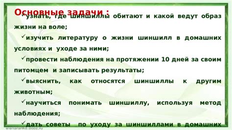 Здоровье и проблемы шиншилл: основные аспекты, о которых важно знать