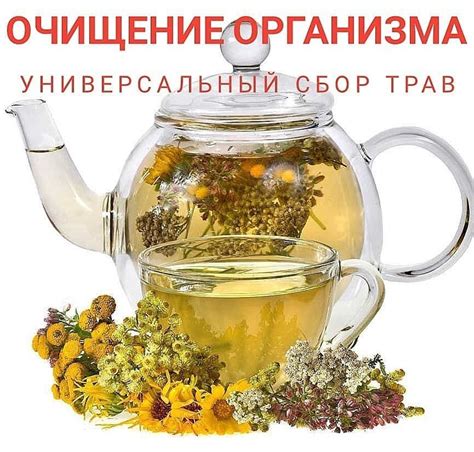 Зеленый чай и травяные отвары для очищения организма