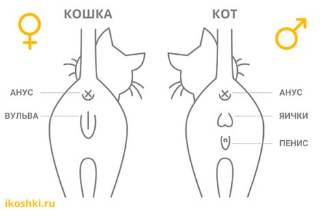 Знаки от кошки встречи