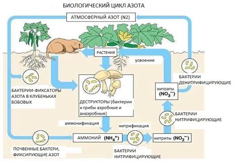 Значение азота для организма