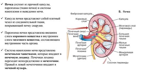 Значение выделительной системы