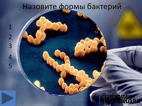 Значение в жизни бактерий