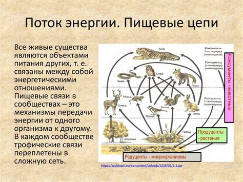Значение в экосистеме