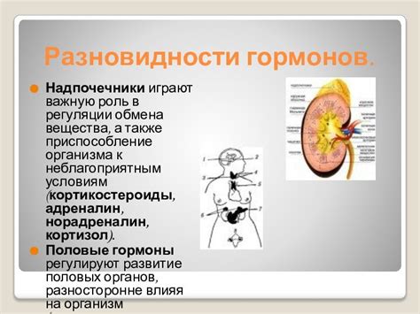 Значение гормонов в организме мужского пола