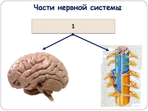 Значение изучения нервной системы