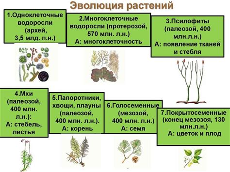 Значение и применение геоботаники в изучении растительного мира