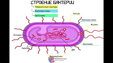 Значение клеточной мембраны в бактериальной клетке