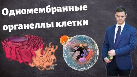 Значение митохондрий для жизнедеятельности организма