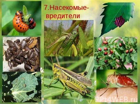 Значение насекомых в сновидениях