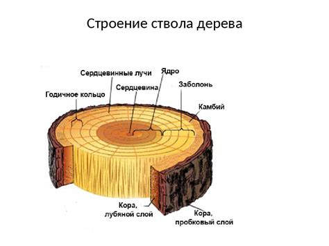 Значение обработки порезов на стволе деревьев