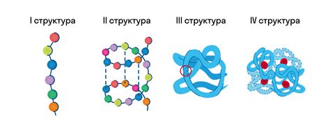 Значение первичной структуры для функционирования белка