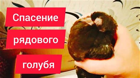 Значение подоконника для больного голубя