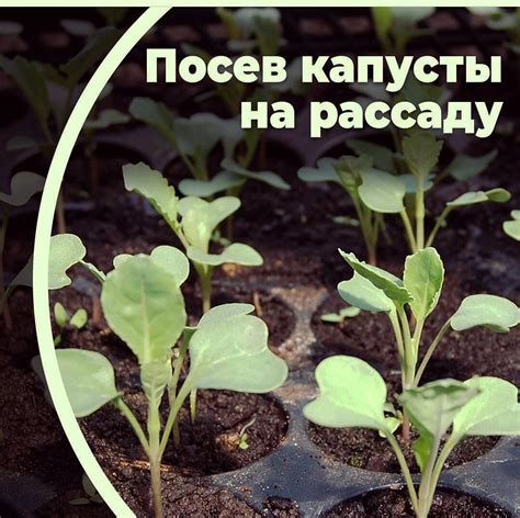 Значение соблюдения правил севооборота при выращивании капусты