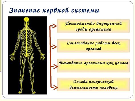 Значение угнетения нервной системы во взрослом возрасте