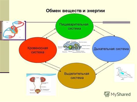 Значение участка разряжения в организме