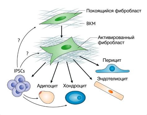 Значение фибробластов для организма
