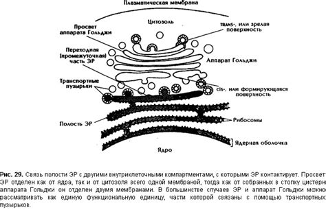 Значимость аппарата Гольджи